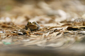 A big brown Gulf Coast Toad, camouflaged in the leaf clutter on the edge of a moist wetland forest, is a valuable food source for larger animals and is a predator of many insects