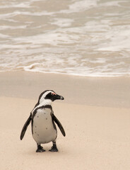 Fototapeta premium penguin on the beach