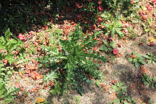 オニノゲシの特徴的な葉