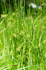 Grasses grow in abundance in a diverse wetland habitat.