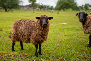 sheep and lambs