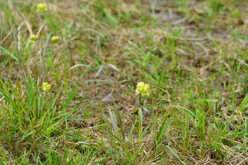 Pale Pitcher Plant, a native Louisiana plant, that grows in a diverse wetland habitat and derives its nutrition from insects that fall into a long sticky tube