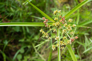 Green Flatsedge growing in abundance in a shady wetland habitat