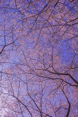 満開の桜（電気通信大学）