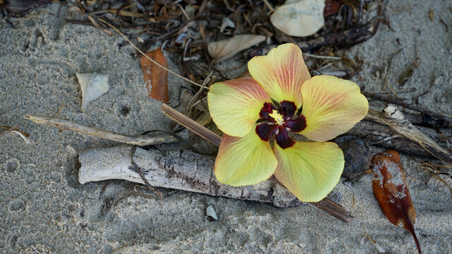 Single native hibiscus flower on the beach