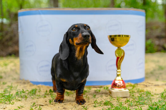 Cute obedient dachshund puppy at the award ceremony for winning dog show, getting gold cup, front view. International or local championship for pets.