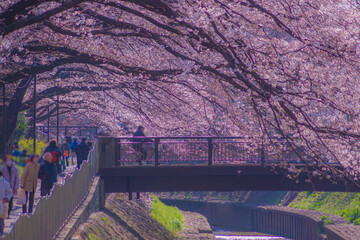 善福寺緑地公園の満開の桜