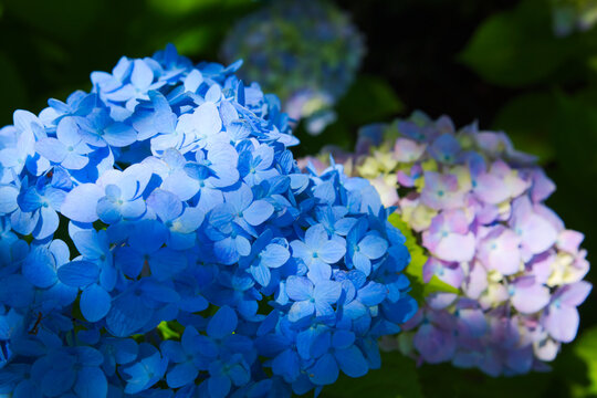 70 Best 青い紫陽花 Images Stock Photos Vectors Adobe Stock 70 Best 青い紫陽花 Images Stock Photos Vectors Adobe Stock