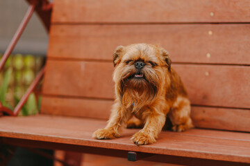 Lovely brussels griffon dog sitting on wooden garden bench seat