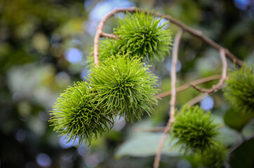Green Rambutan buds for new fruit season, the rambutan is a medium-sized tropical tree in the family Sapindaceae. The name also refers to the edible fruit produced by this tree.