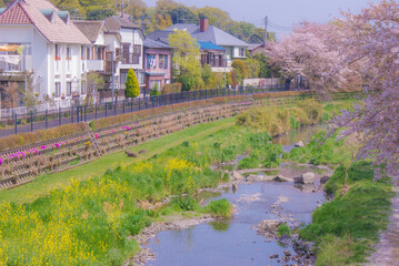 Obraz na płótnie Canvas 桜に包まれた野川（東京都調布市）