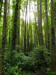 Sunlight through the trees