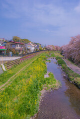 桜に包まれた野川（東京都調布市）