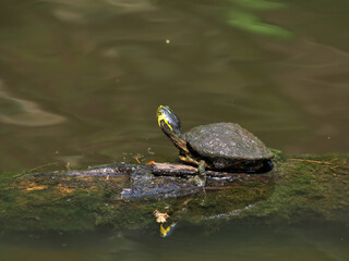 Muddy turtle