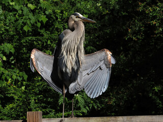 Juvenile great blue heron (Ardea) sunning