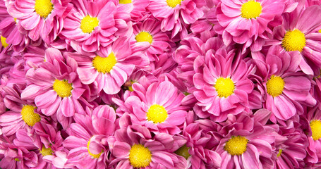 Pink flower beautiful blooming background