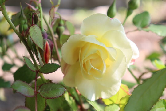 Photographie d'une rose de couleur jaune pâle. Floral et botanique. Jardin et beauté. Romantisme et délicatesse. Nature et fleurs. Pétales de rose.
