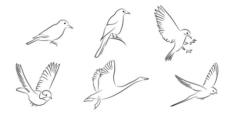 6 V&ouml;gel Birds Konturen Zeichnungen Vektor Grafik Lineart
