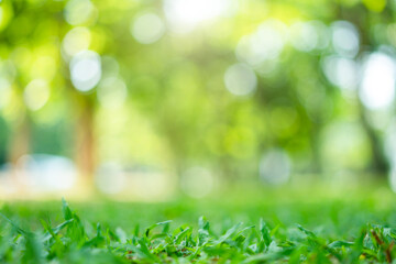 Obraz premium empty space on grass and bokeh sunlight tree background of nature.