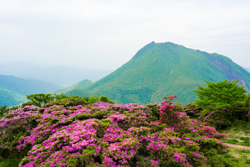 Fototapeta na wymiar 鶴見岳のミヤマキリシマ