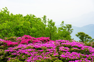 鶴見岳のミヤマキリシマ