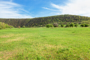 Green meadow in the sunny day . Scenery with green hill 