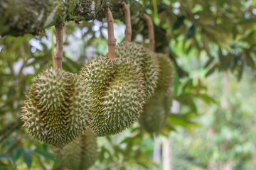 Durian Monthong in the garden,Durians are the king of fruits.