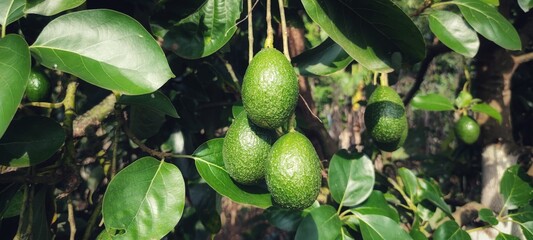 Avocado Strains Booth 8 in avocado breeding park, Tak province, Thailand