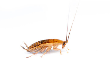 Image of brown forest cockroach on white background. From side view. Insect. Animal