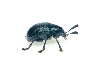 Image of blue milkweed beetle isolated on white background. Insect. Animal.