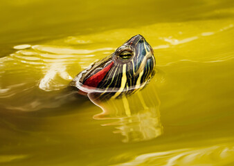 A close up of a slider turtle swimming in a fountain.