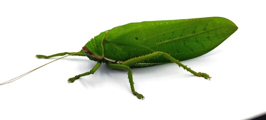 bug isolated on white background