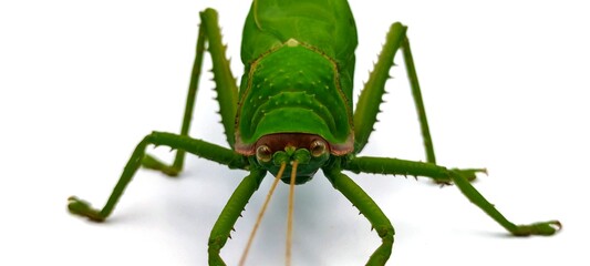 green grasshopper isolated on white