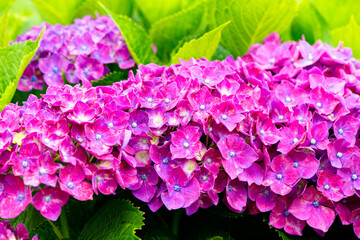 響山のアジサイ