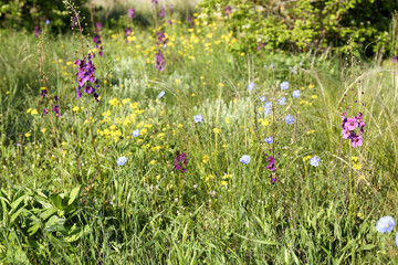 Beautiful flowers growing in meadow on sunny day