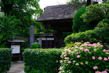 Fototapeta na wymiar 鎌倉 極楽寺の山門と紫陽花