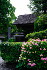 Fototapeta na wymiar 鎌倉 極楽寺の山門と紫陽花