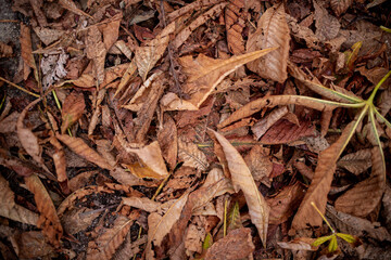 leaves background
