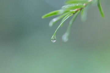 水滴と葉