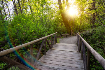 View of a Path in the woods with green fresh trees in Shoreline Trail, Port Moody, Greater Vancouver, British Columbia, Canada. Trail in a Modern City during a Sunny Evening.