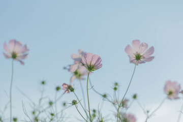 コスモスの花たち