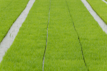 Rice seedling growing in the rice field
