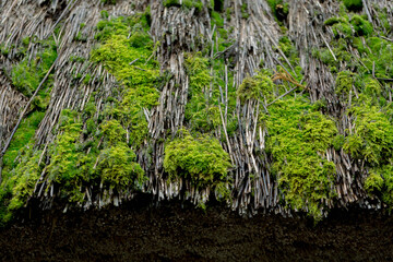 苔むした茅葺きの屋根