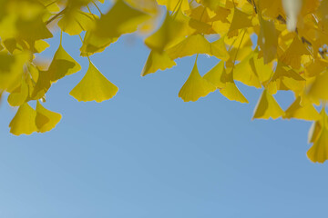 イチョウの紅葉