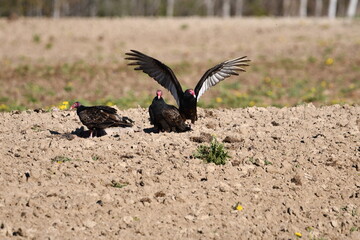 Turkey Vultures in newly plowed agriculture field 
