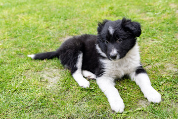 Border collie puppy black and white dog laying in the grass