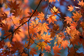 紅葉のもみじ