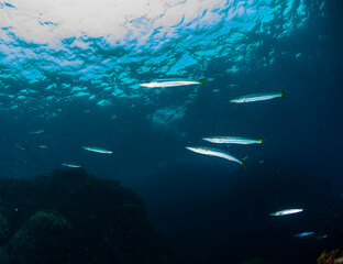 Fototapeta premium Hachijo Island sea ダイビング カマス