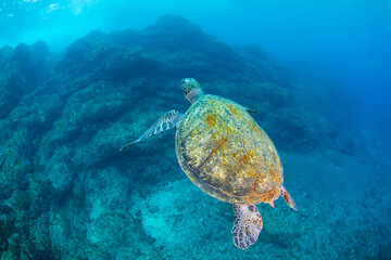 diving　Hachijo Island  sea 八丈島　海 ウミガメ　sea turtle