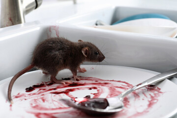 Rat and dirty dishes in kitchen sink. Pest control